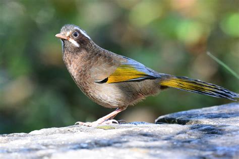 有白眉的鳥|金翼白眉 Taiwan Laughing Thrush (Garrulax。